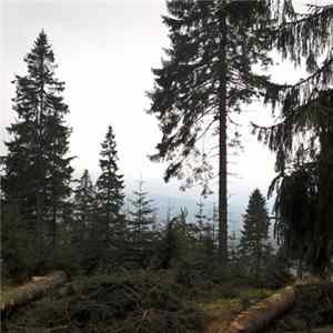 Docetism - Nebel mp3
