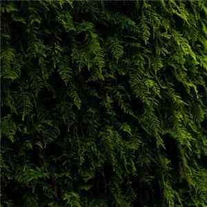 Various - Wandering II Compilation mp3