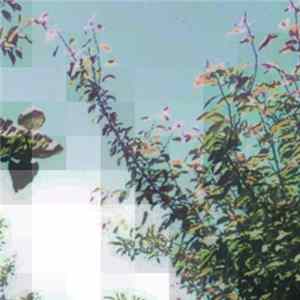 Growsound - The Wild Orchids mp3