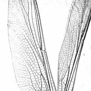 Electric Teeth - Electronic Flies On Water mp3