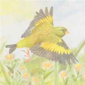 Sparrows - Mix For Oriental Greenfinch mp3