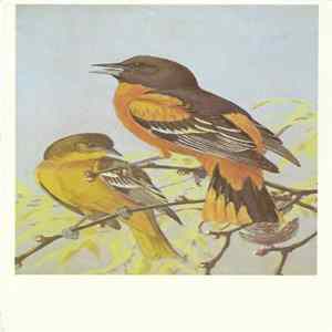 No Artist - Northern Oriole mp3