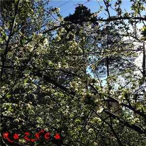 Razxca - Methods of Fragility mp3