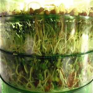 The One (Family) - Sprout_tiers mp3