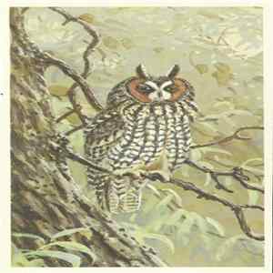 No Artist - Long-Eared Owl mp3