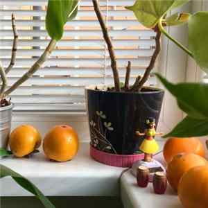 OOHS! - Tropic Of Cancel mp3