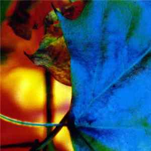 Adam Pacione - Still Life #3 : Drzewo mp3