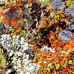 Gianni Gebbia - Damon Smith - Weasel Walter - Lichens mp3