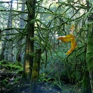 Kurva Choir - Understory mp3