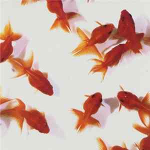 Scream - Aquarium mp3
