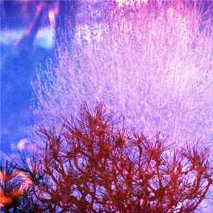 Endurance - Shade Terrarium mp3