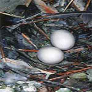 Fricara Pacchu - Waydom mp3